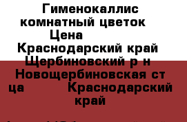  Гименокаллис комнатный цветок  › Цена ­ 1 000 - Краснодарский край, Щербиновский р-н, Новощербиновская ст-ца  »    . Краснодарский край